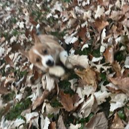 Candy bar - Red male Pembroke Welsh Corgi puppy in Winneconne, Wisconsin from LaLoba’s Corgis