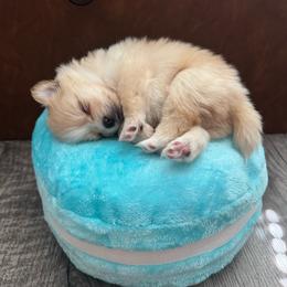 Millie - Orange parti female Pomeranian puppy in Yukon, Oklahoma from Rae of Sunshine Poms