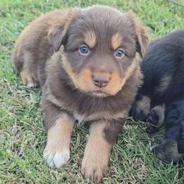 Red Tri Female - Red tri-color female Australian Shepherd puppy in Crossville, Alabama from Bluff View Aussies