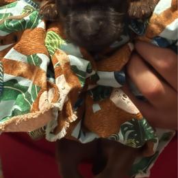 Willie - Wheaten male Soft Coated Wheaten Terrier puppy in Gladewater, Texas from Felicias Swheaties