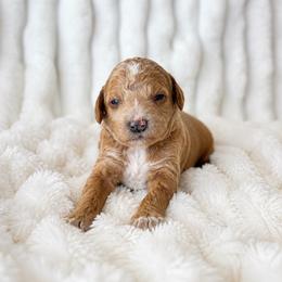 KitKat - Cream male Poodle puppy in Calimesa, California from Teakwoodpoodleofsocal