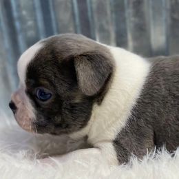 Boston Terriers from Bishop's Bostons