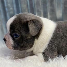 Boston Terriers from Bishop's Bostons