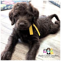 OFA-Genetics-2 Year Health Warranty - Chocolate F1 Labradoodle Puppies - Ready June 27th. - Chocolate male Labradoodle puppy in Jeddo, Michigan from Apple Creek Doodles