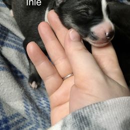 Girl 3 inle - Siberian Husky puppy in Udall, Kansas from Arctic Circle Kennels