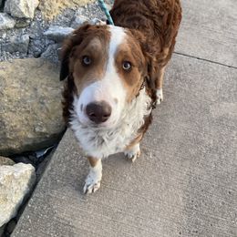 Cleopatra - Assorted Doodle Crosses puppy in Blairstown, Missouri from Shepherd Hill Doodles
