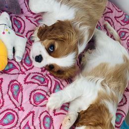 Cavalier King Charles Spaniel Puppies from Bella Fleur Cavaliers