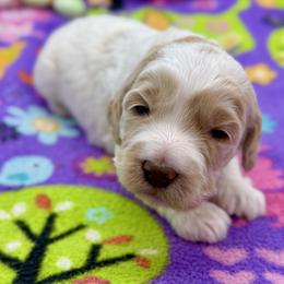 Flower - Cream female Australian Labradoodle puppy in Rhode Island from Highland Beach Labradoodles
