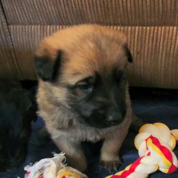 Red - Sable female German Shepherd puppy in Pahrump, Nevada from Rayler Kennels