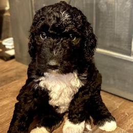 Pumpkin - Black and white female Bernedoodle puppy in Mckenzie, Tennessee from Small Town Doodles & Poodles