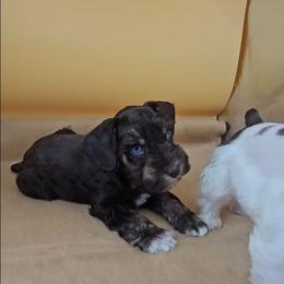 Nacho (blue eyes) - Liver male Miniature Schnauzer puppy in Panama City, Florida from Emerald Coast Schnauzers