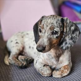 Gigi before you message her price is 4500 through the app - Piebald female Dachshund puppy in Herald, California from Bluegum Dachshunds