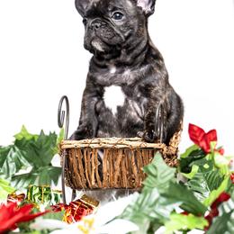 French Bulldog Puppies from DonnieLovesStella French Bulldogs