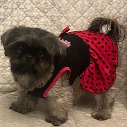 Beylee - Shih Tzu