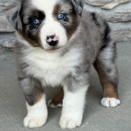 Jagger - Blue merle male Miniature Australian Shepherd puppy in Cunningham, Tennessee from Copper Creek Aussies