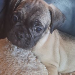 Pug Puppies from McNulty La Bouji