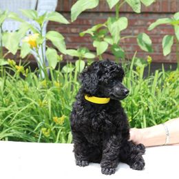 Poodle Puppies from Caralot Miniature Poodles
