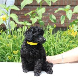 Poodle Puppies from Caralot Miniature Poodles