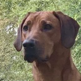 Rhodesian Ridgebacks from Bushveld Rhodesian Ridgebacks