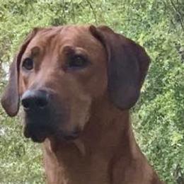 Rhodesian Ridgebacks from Bushveld Rhodesian Ridgebacks