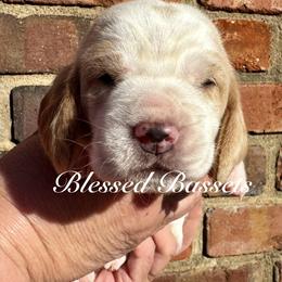 Imani - Lemon and white female Basset Hound puppy in Bellaire, Ohio from Blessed Bassets