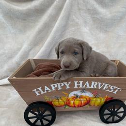 Silver lite purple collar - Silver female Dilute Retriever puppy in Teton County, Montana from East Front Labradors & Treasure State Schnauzers