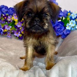 Stella TINY Red Rough - Red female Brussels Griffon puppy in Litchfield Park, Arizona from Melody Lane Brussels Griffons