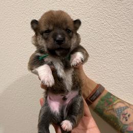 Green - Red male Shiba Inu puppy in Wildomar, California from Almond & Sesame