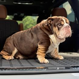 Fatz - Bulldog