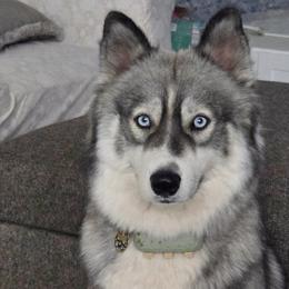 Lexi - Siberian Husky