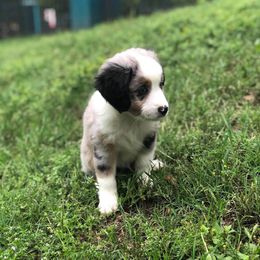 Miniature Australian Shepherd and Toy Australian Shepherd Puppies from Tinker Toy Aussies & Minis