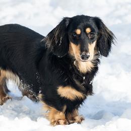 Violet - Dachshund