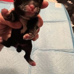 Sheldon - maroon collar - Black and white male Shih Tzu puppy in Mays Landing, New Jersey from Fancy Paws Shorkies & Shih Tzus