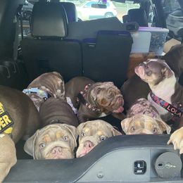 Bulldog Puppies from Bougie Bullies & Birds LLC