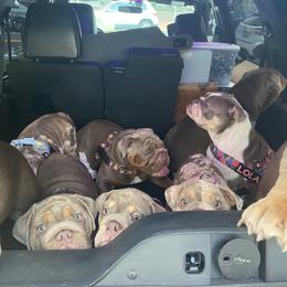 Bulldog Puppies from Bougie Bullies & Birds LLC