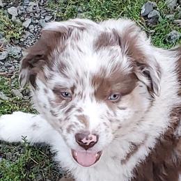 Thyme - Red merle female Australian Shepherd puppy in Cottage Grove, Oregon from Farmstead Aussies