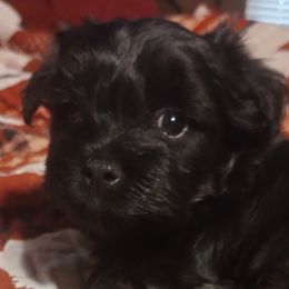 Girl 3 - Black and tan Havanese puppy in Allentown, Florida from Havanese Home Raised of Pensacola, FL
