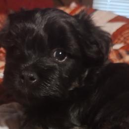 Girl 3 - Black and tan Havanese puppy in Allentown, Florida from Havanese Home Raised of Pensacola, FL