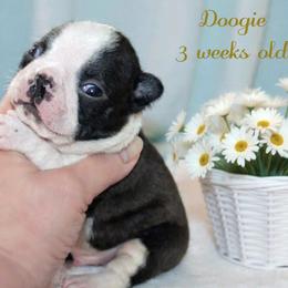 Boy 3-Doogie - Black and white male Boston Terrier puppy in North Central, Vermont from Windy Valley’s Bostons