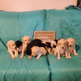 Goldendoodle and Sheepadoodle Puppies from Major League Doodles