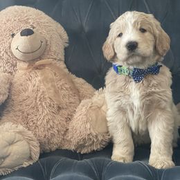 Goldendoodle Puppies from RKay K9s