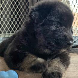 Shiloh Shepherd Puppies from Stunning Shiloh Shepherds