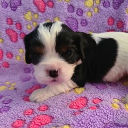 Cavalier King Charles Spaniel Puppies from Infinity Cavaliers