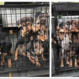 Catahoula Leopard Dog Puppies from Magnolia Farms Kennel