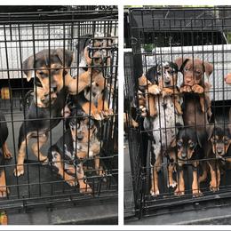 Catahoula Leopard Dog Puppies from Magnolia Farms Kennel