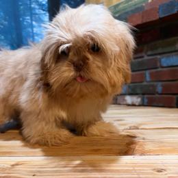 Caramel - Liver male Shih Tzu puppy in Running Springs, California from Amanda's Shih Tzus