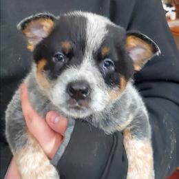 Full mask - Blue speckled male Australian Cattle Dog puppy in Lenoir, North Carolina from Blue Coyote Ranch