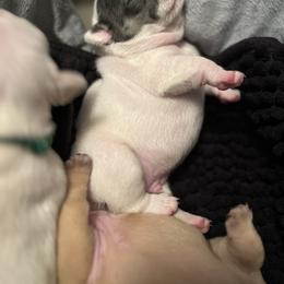 Huck - Blue fawn male French Bulldog puppy in Dubois, Idaho from White Hippo Frenchies