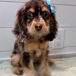 Quinn - Merle female Cockapoo puppy in Pasadena, Texas from Toledo Creek Doodles