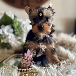 Meggie (Mini Shop and Hocus Pocus Lineage) - Black and tan female Yorkshire Terrier puppy in Pittsburg, California from Crystal Garden Yorkies